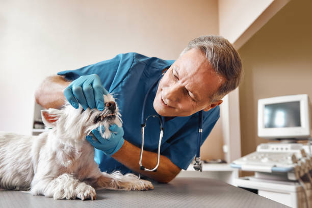 Best Knocked-Out Tooth (Avulsed Tooth) Treatment in Desert Hot Springs, CA